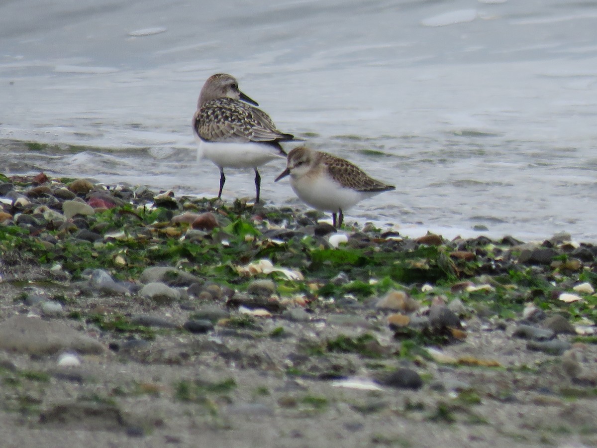 Semipalmated Sandpiper - Rick Hibpshman