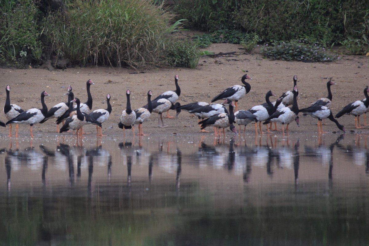 Magpie Goose - ML194892691