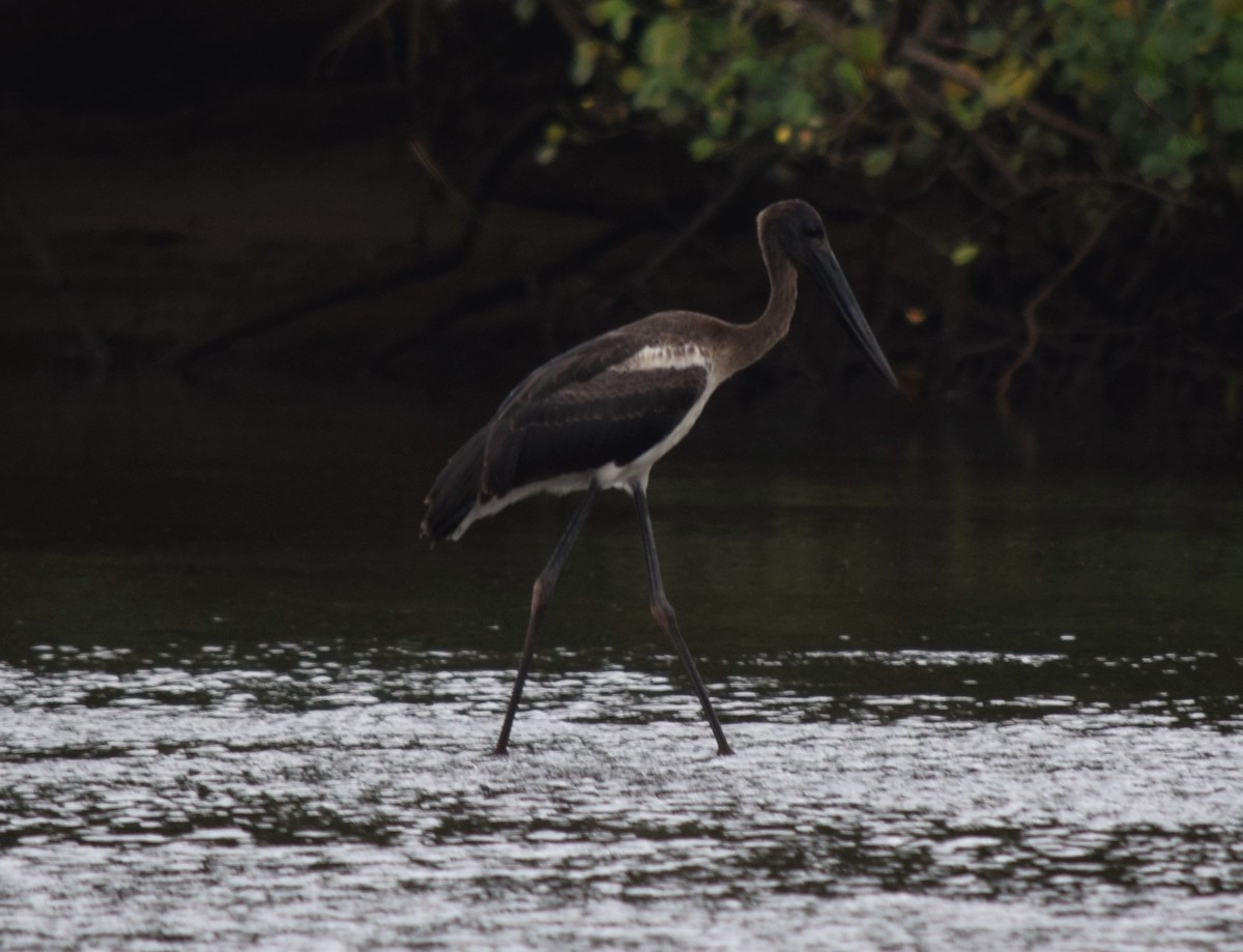 Black-necked Stork - Lynn Rafferty