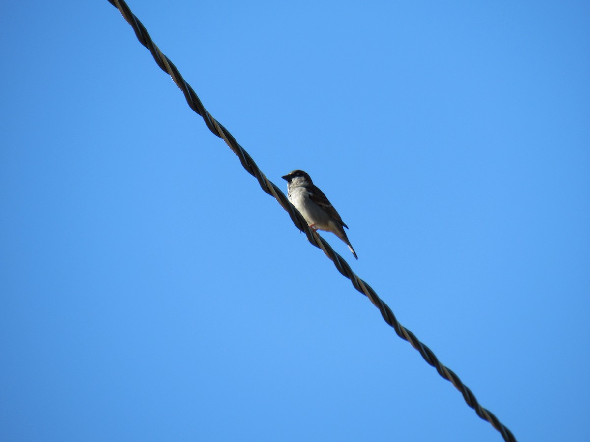 House Sparrow - ML194894341