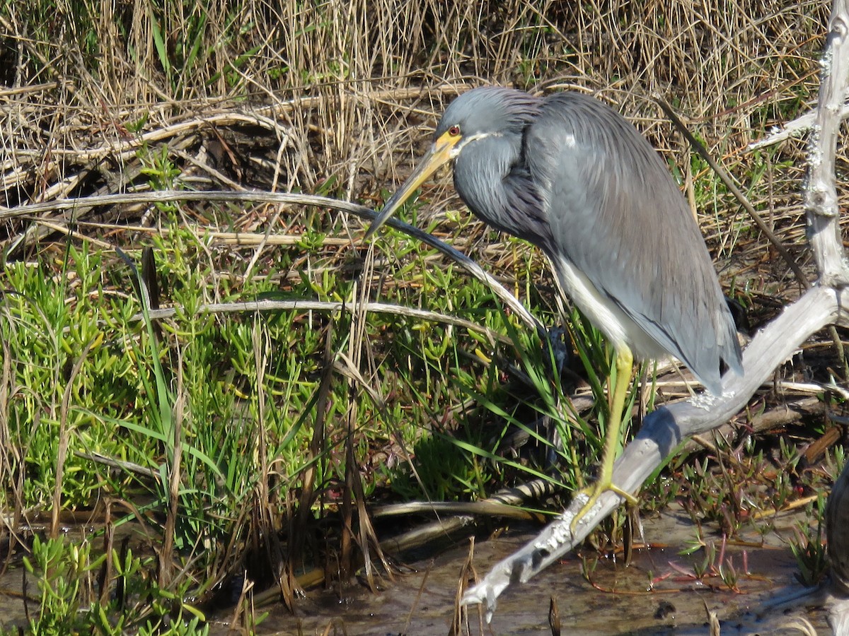 Tricolored Heron - Carol Fullerton-Samsel