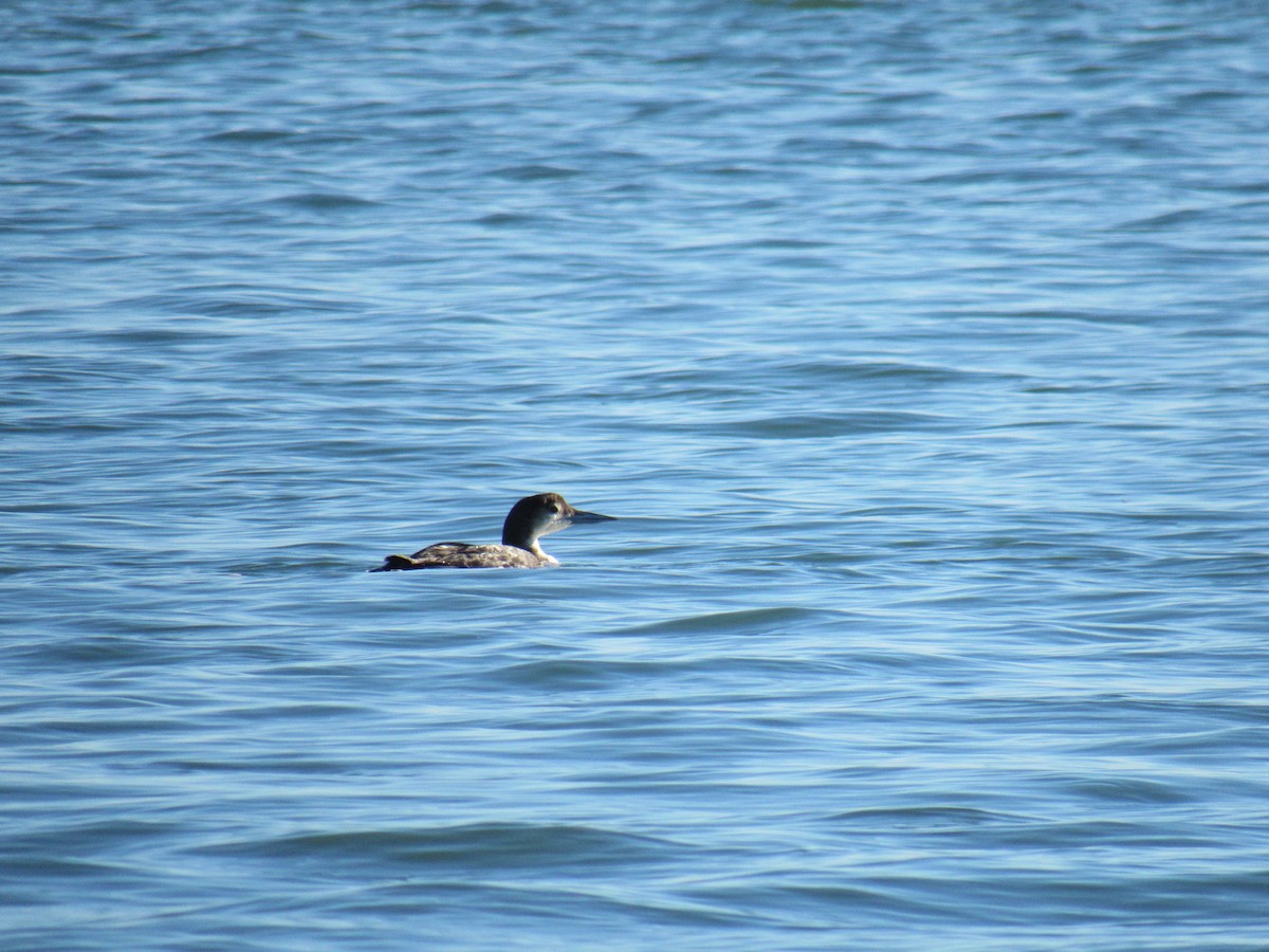 Common Loon - Hector Tadeo Torres Luna