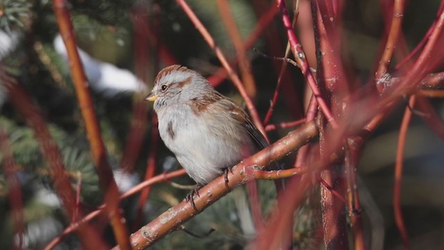 American Tree Sparrow - ML194896561