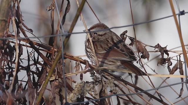 Song Sparrow (melodia/atlantica) - ML194896911