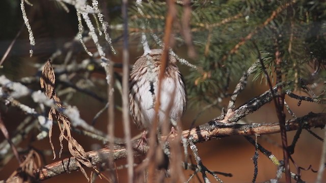 strnadec zpěvný (ssp. melodia/atlantica) - ML194896931