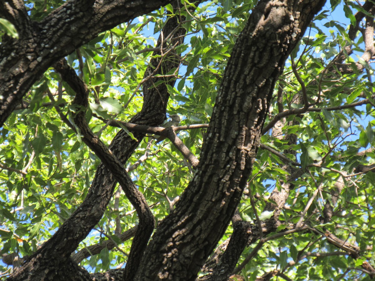 Gray-crowned Woodpecker - ML194899201