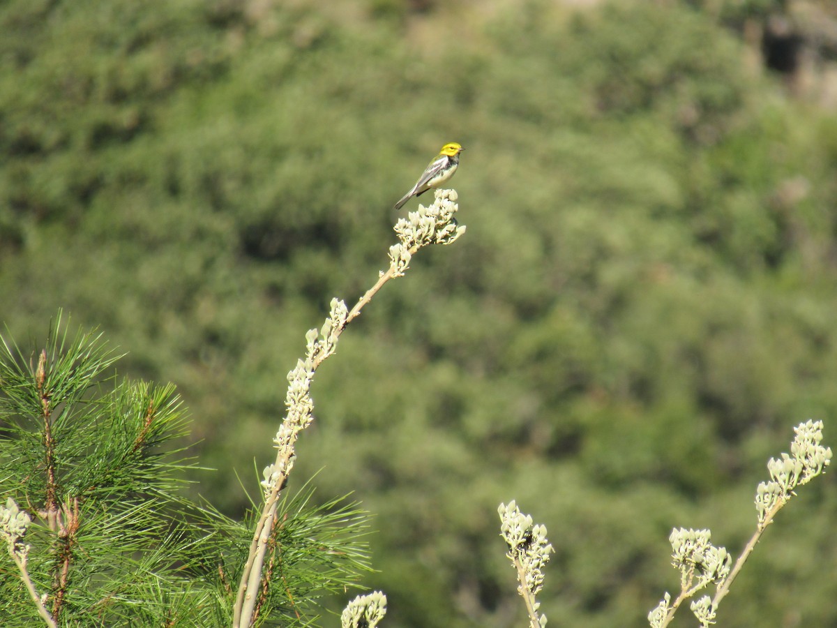 Townsend's Warbler - Hector Tadeo Torres Luna