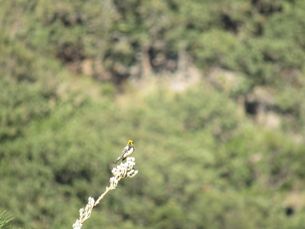 Townsend's Warbler - Hector Tadeo Torres Luna