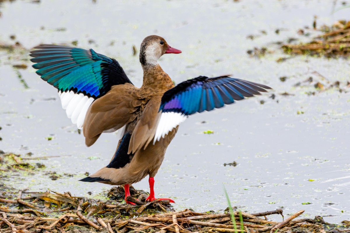 Brazilian Teal - ML194900591