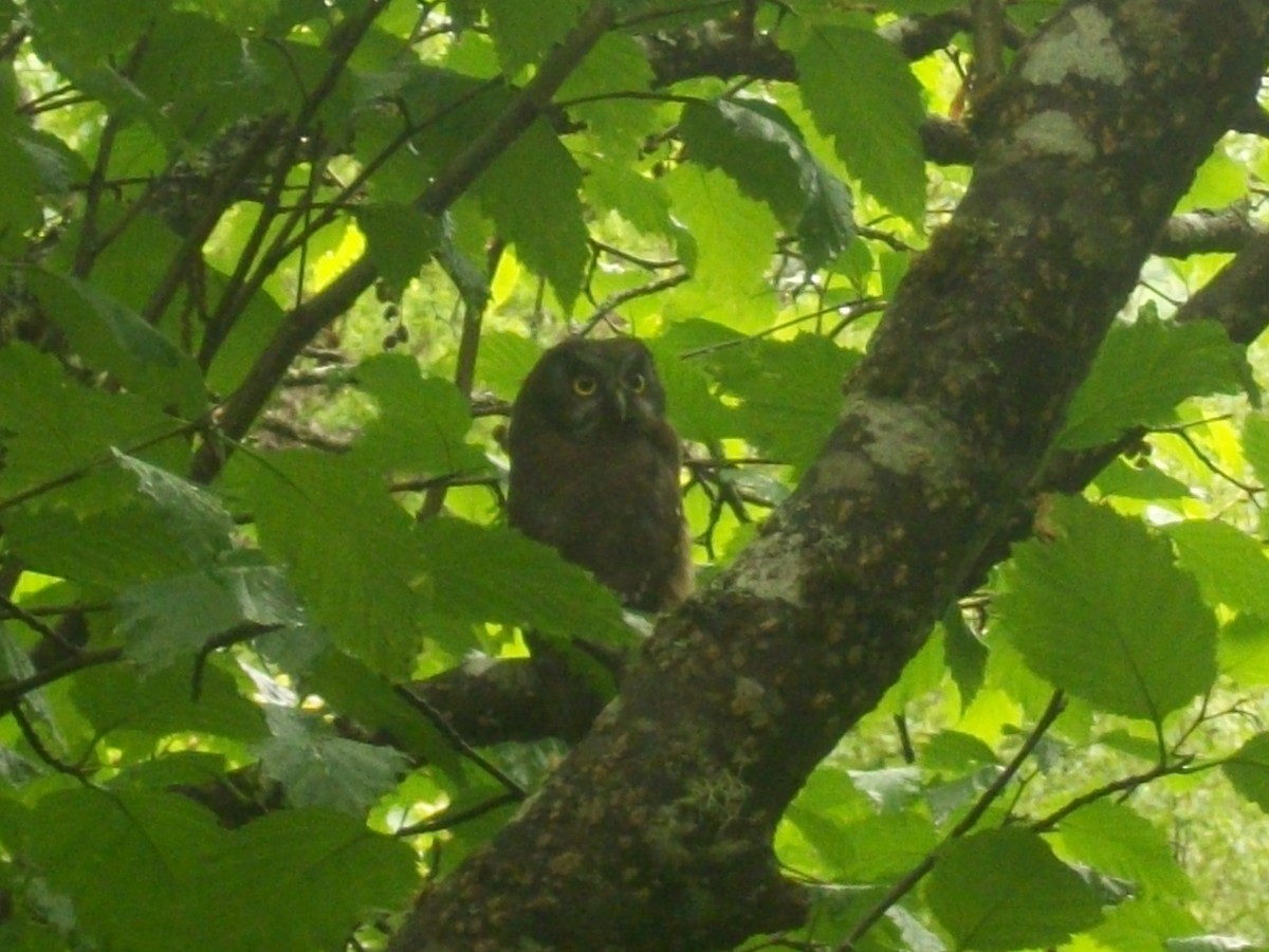 Boreal Owl - ML194900761