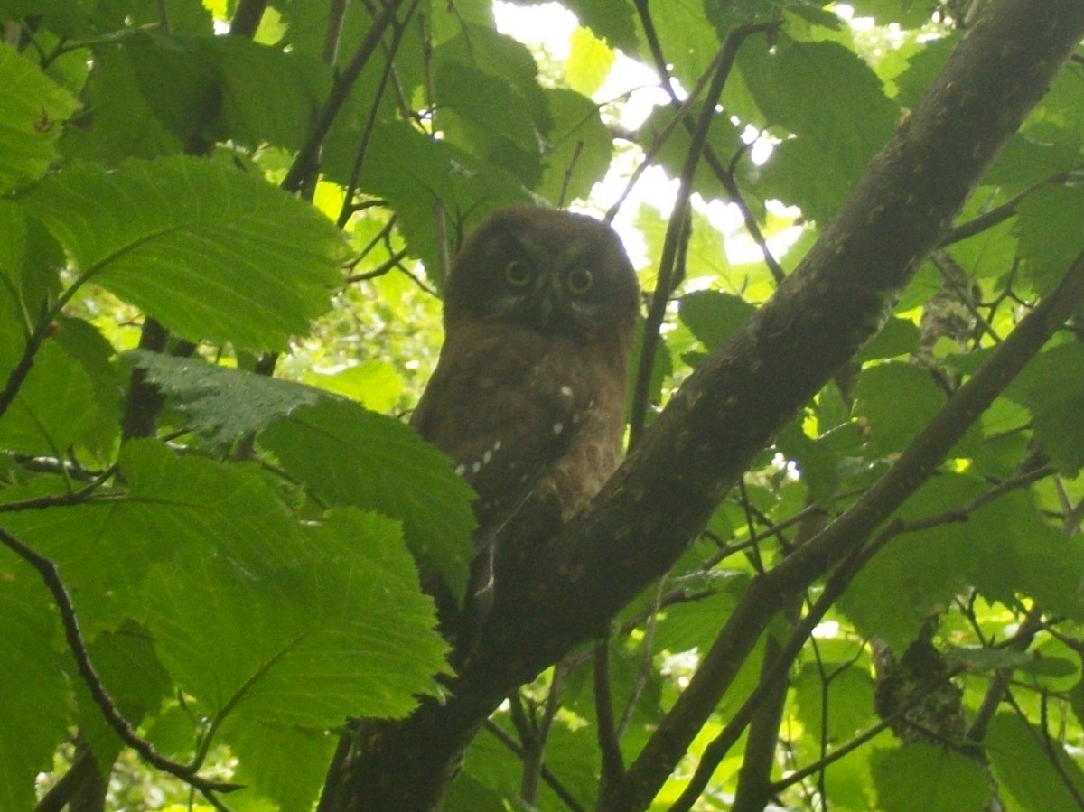 Boreal Owl - ML194900781