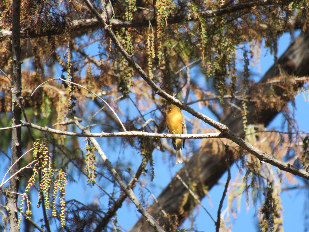 Tufted Flycatcher - Hector Tadeo Torres Luna