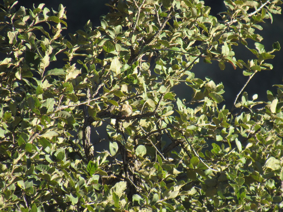 Chipping Sparrow - Hector Tadeo Torres Luna