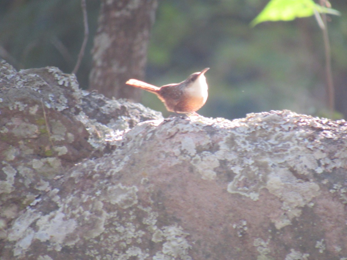 Canyon Wren - ML194902071