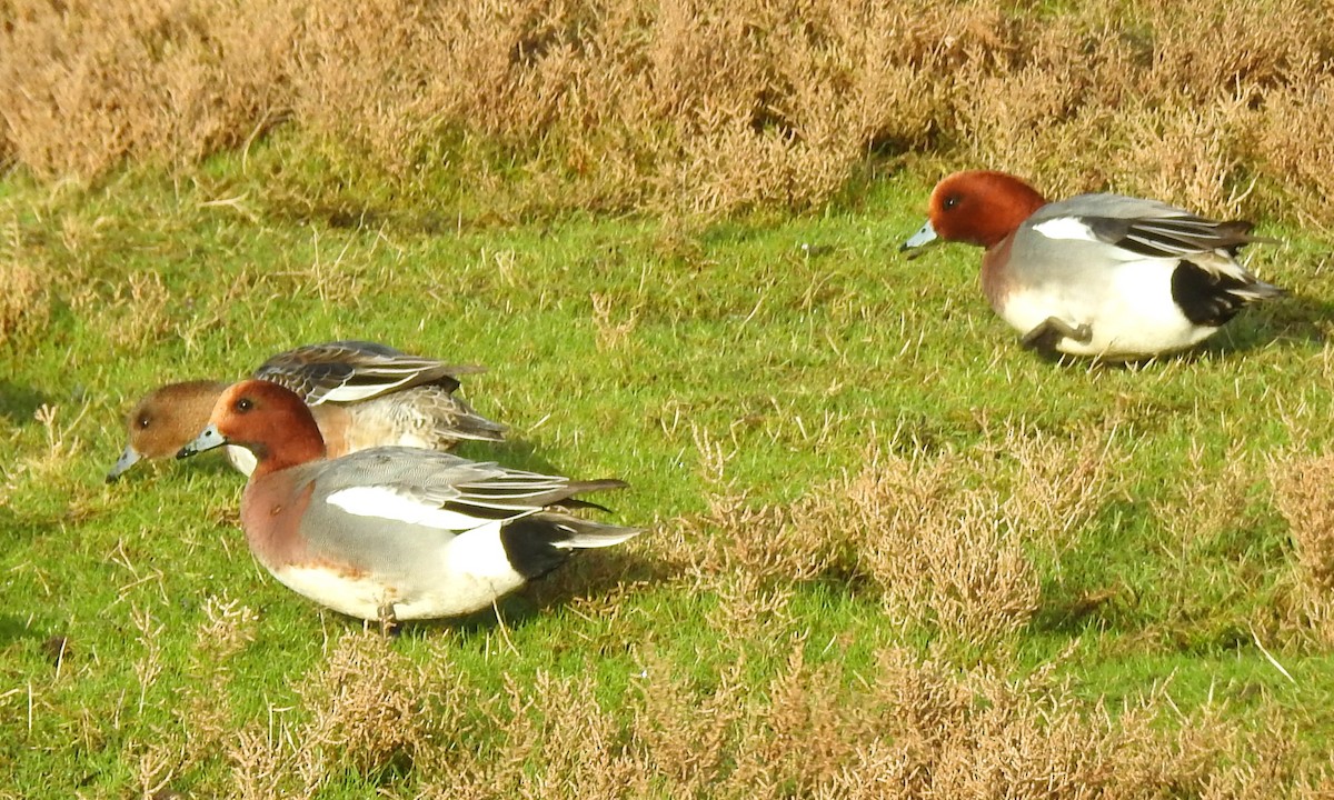 Eurasian Wigeon - ML194903191