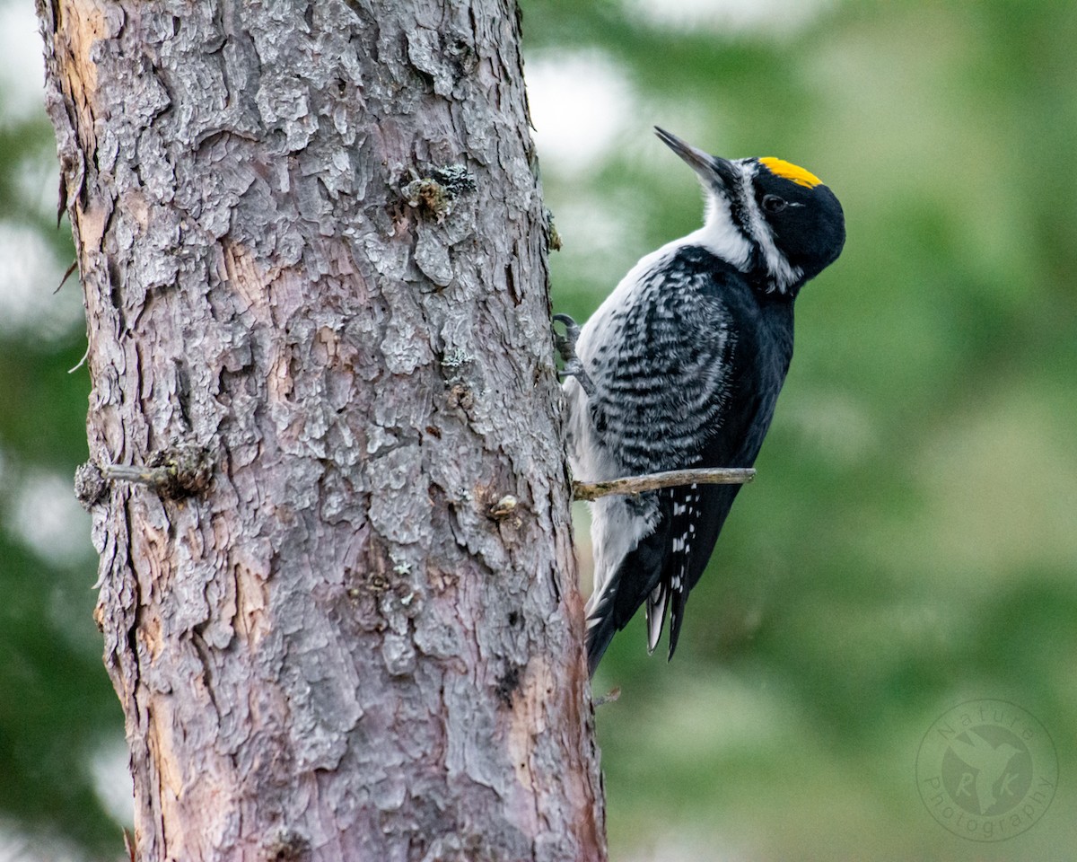 Black-backed Woodpecker - Richard Kitchen
