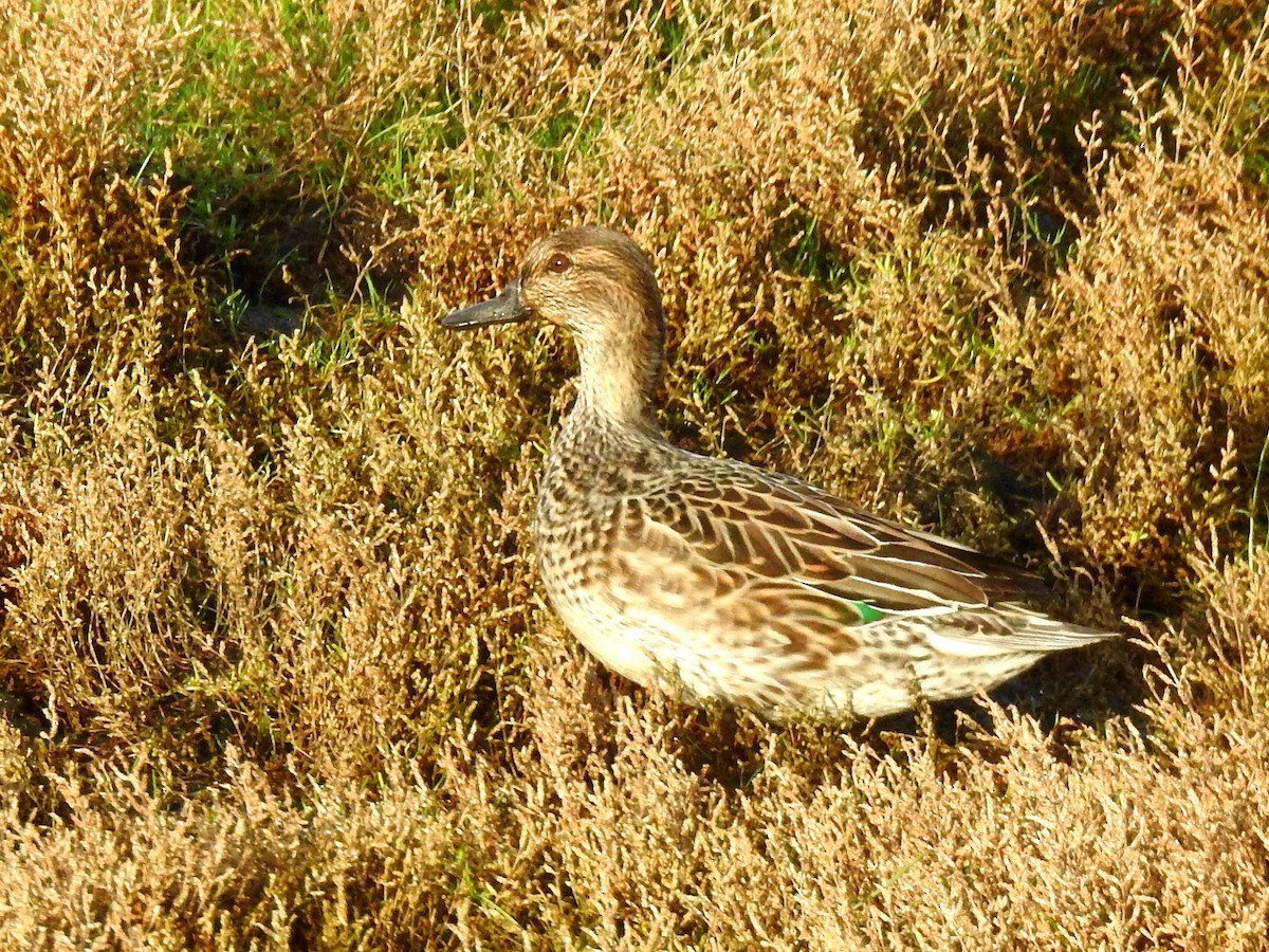 Green-winged Teal (Eurasian) - Jan Meerman