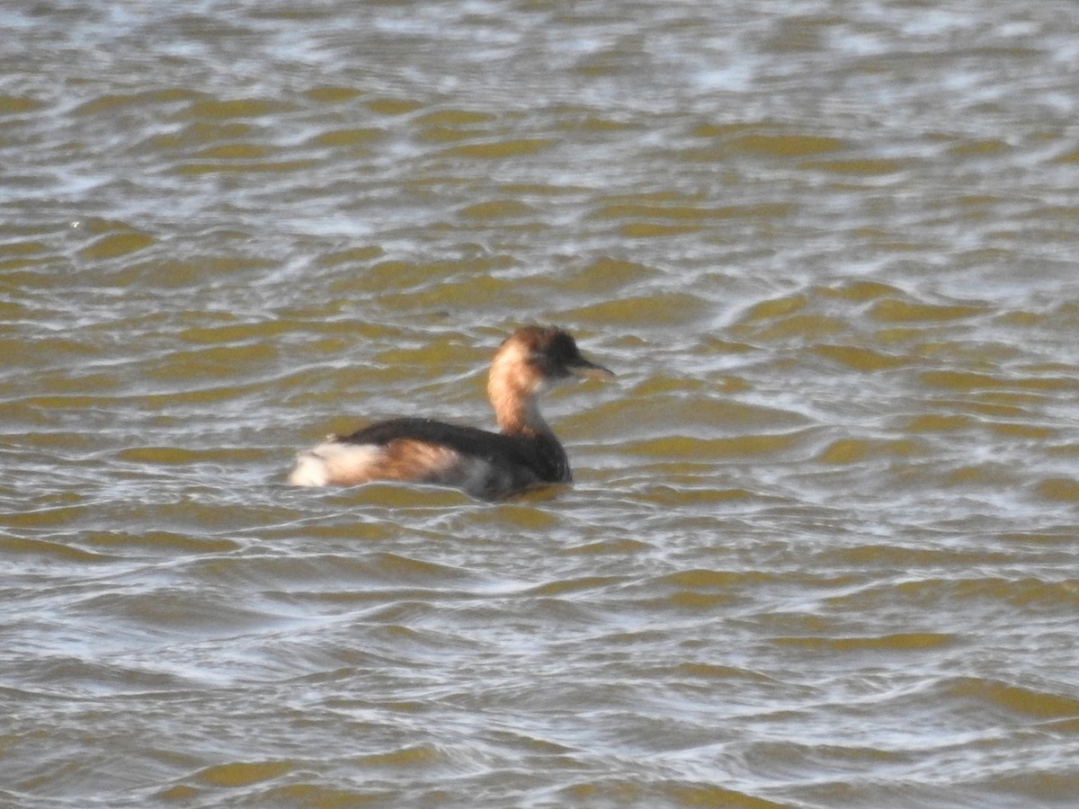 Little Grebe - ML194903311