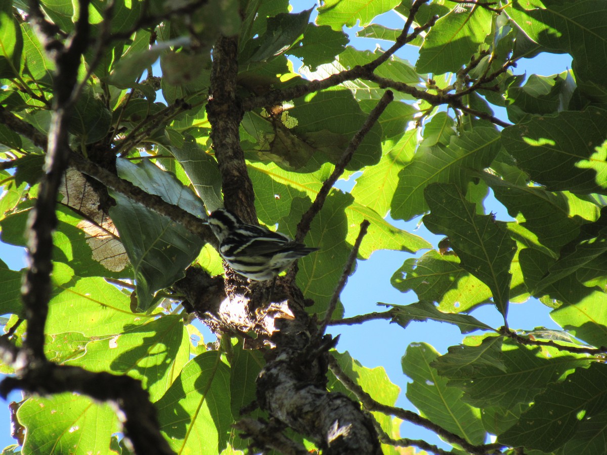 Black-and-white Warbler - ML194905741