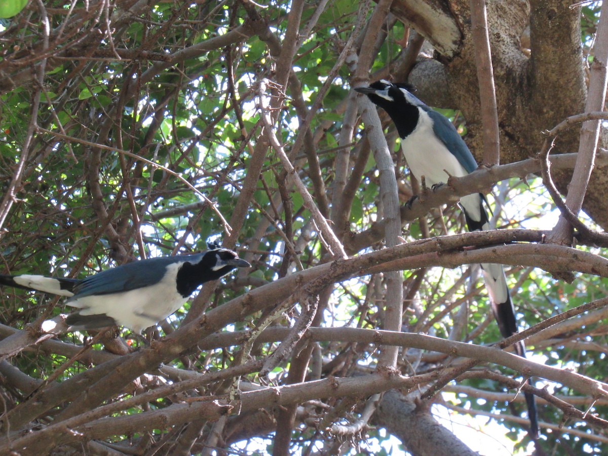 Black-throated Magpie-Jay - ML194905931