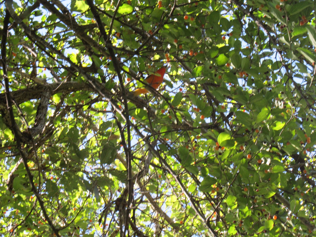 Flame-colored Tanager - ML194906251