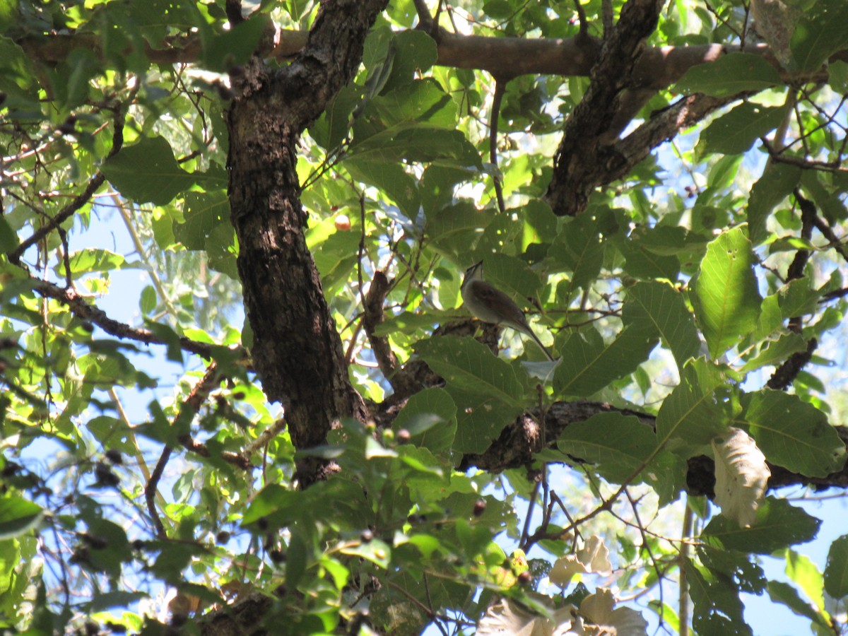 Brown-backed Solitaire - Hector Tadeo Torres Luna