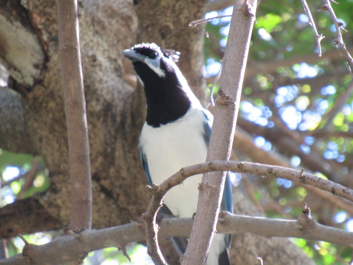 Black-throated Magpie-Jay - ML194906411