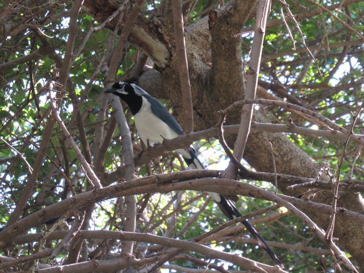 Black-throated Magpie-Jay - ML194906421