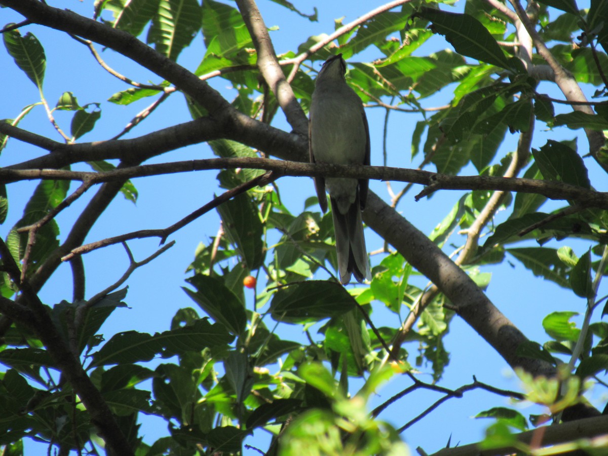 Brown-backed Solitaire - Hector Tadeo Torres Luna