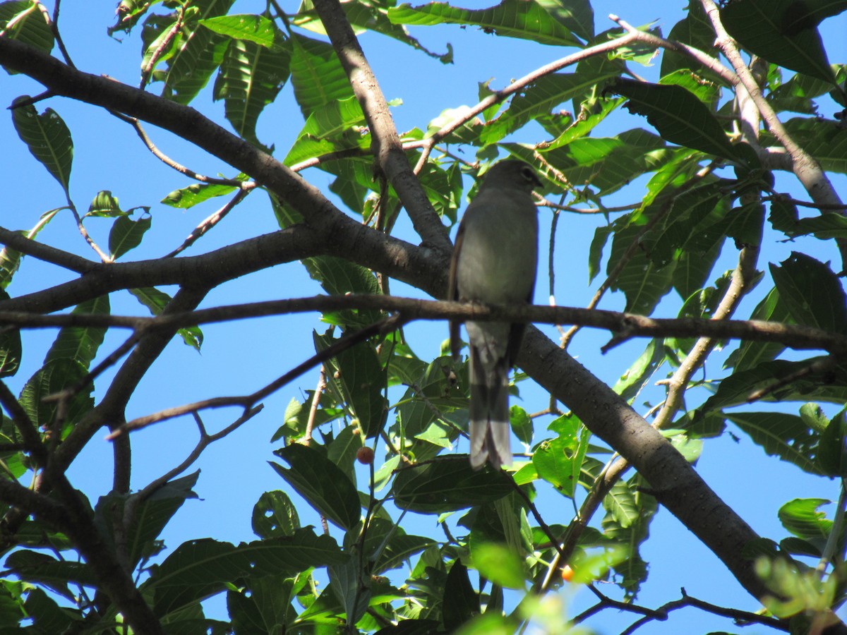 Brown-backed Solitaire - Hector Tadeo Torres Luna