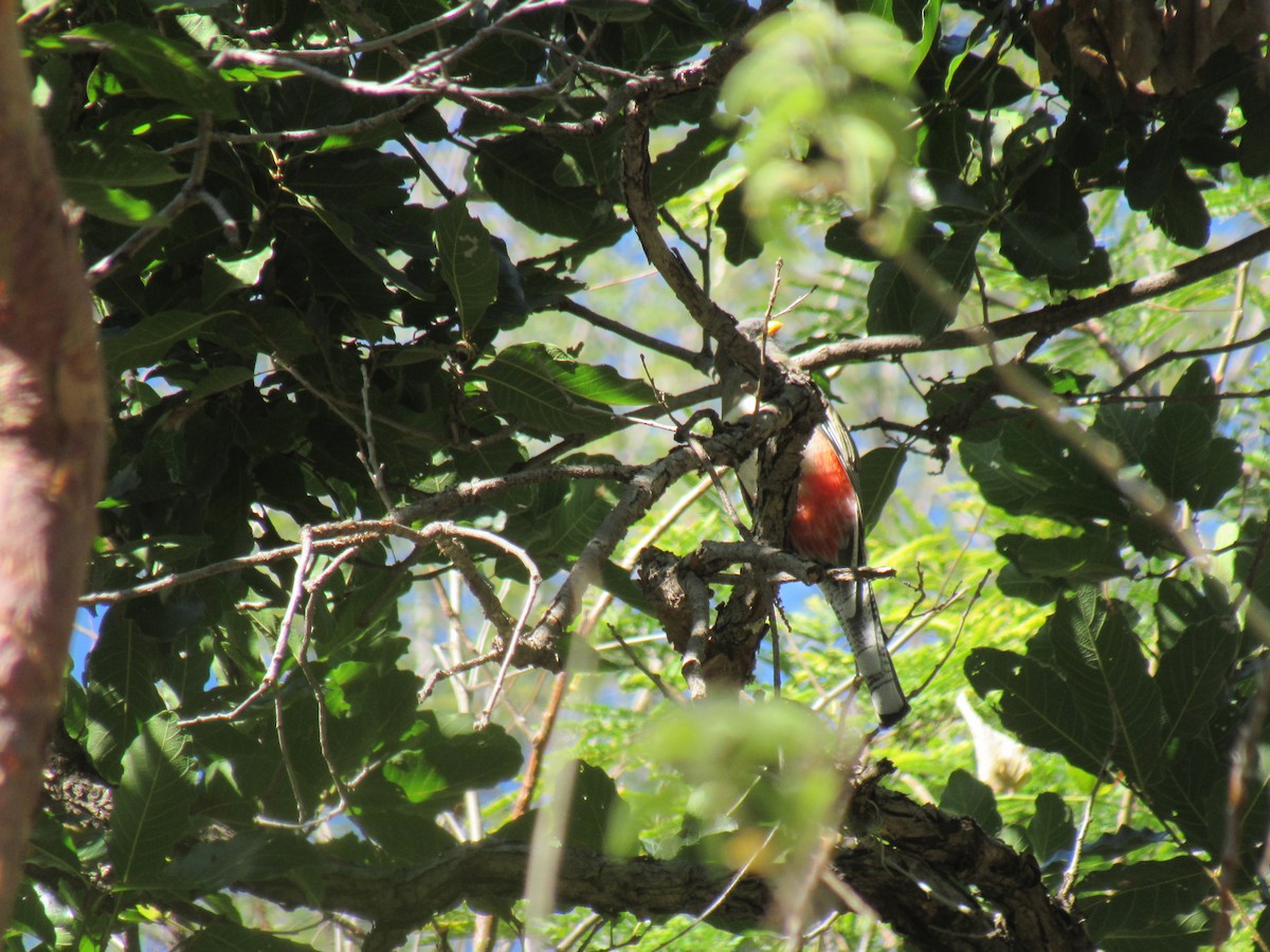 Elegant Trogon - ML194906631