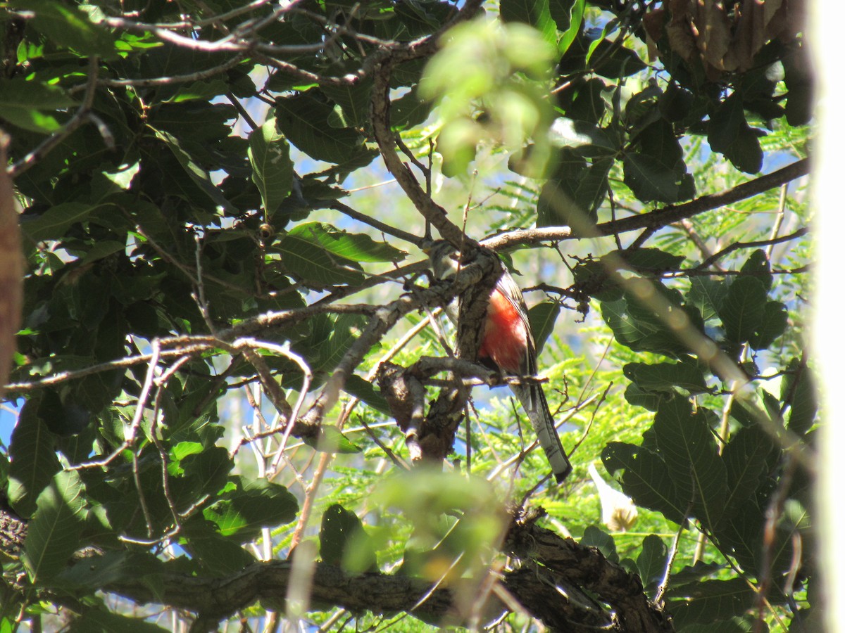 Elegant Trogon - ML194906651