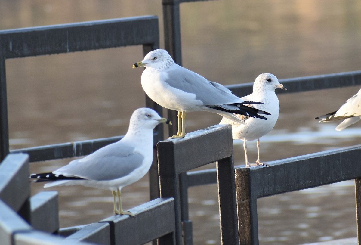 Ring-billed Gull - ML194907021