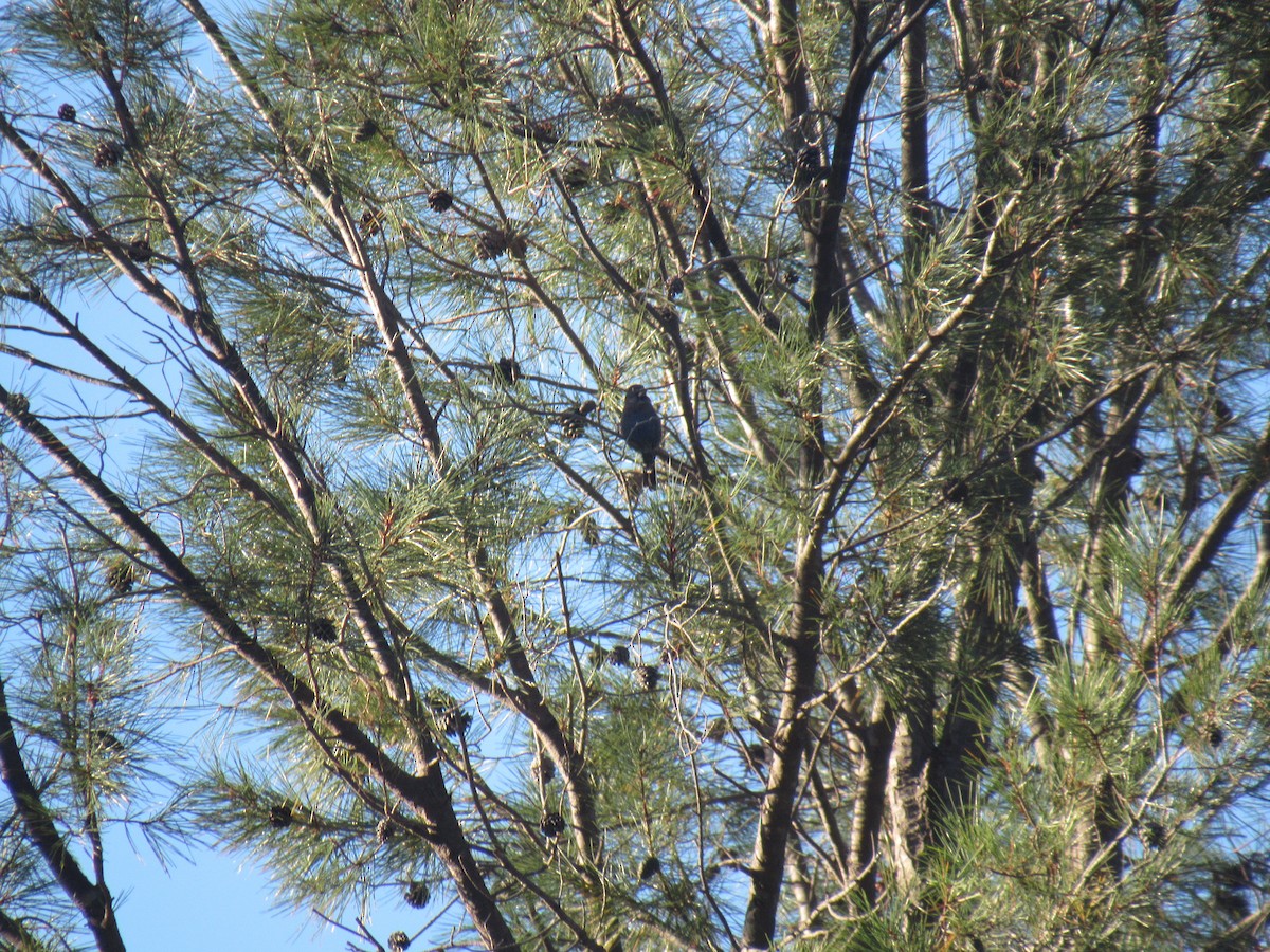 Blue Grosbeak - ML194908021