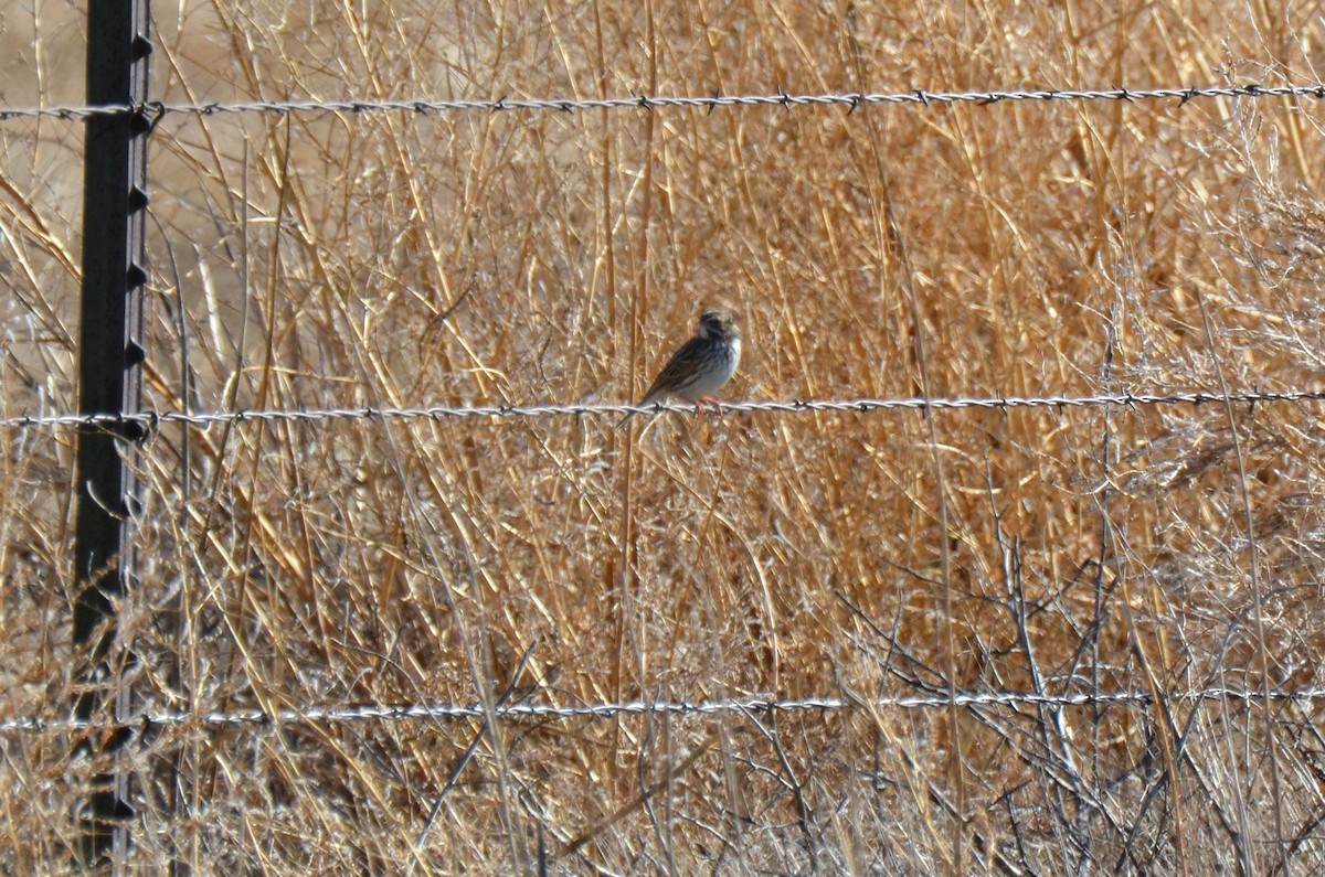 Savannah Sparrow - ML194908391