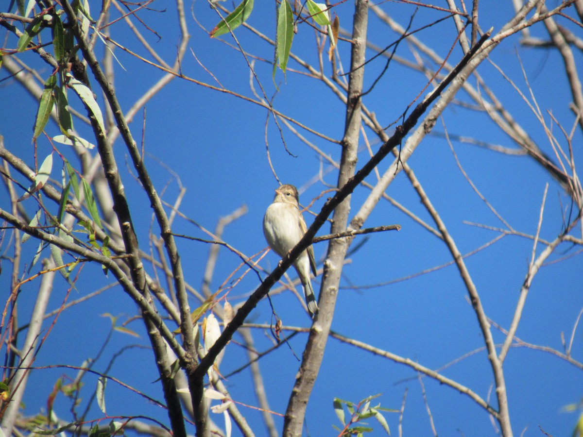 Brewer's Sparrow - ML194908571