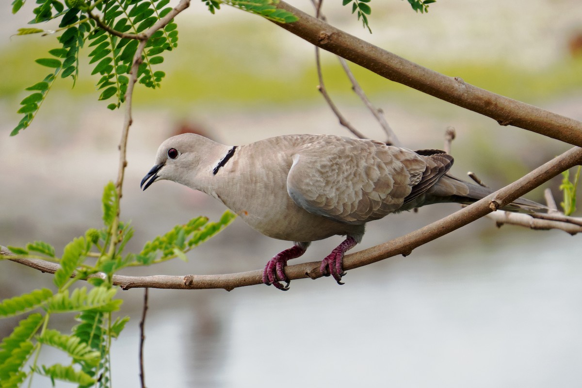 Eurasian Collared-Dove - Trevor Zook