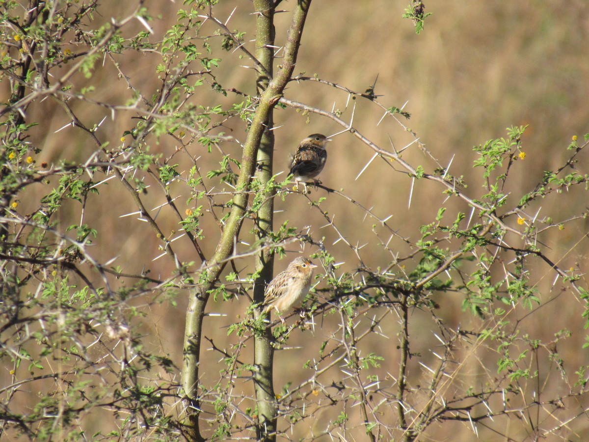 Grasshopper Sparrow - Hector Tadeo Torres Luna