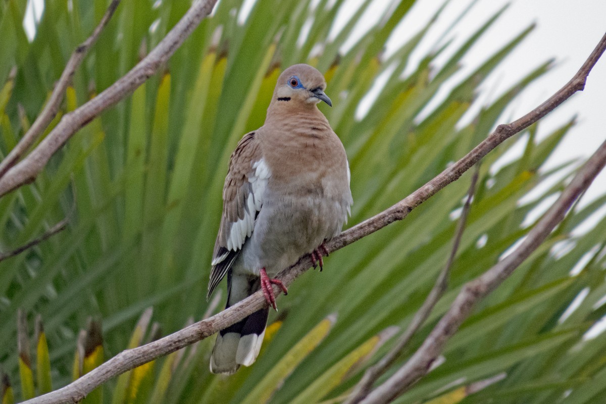 White-winged Dove - ML194909041