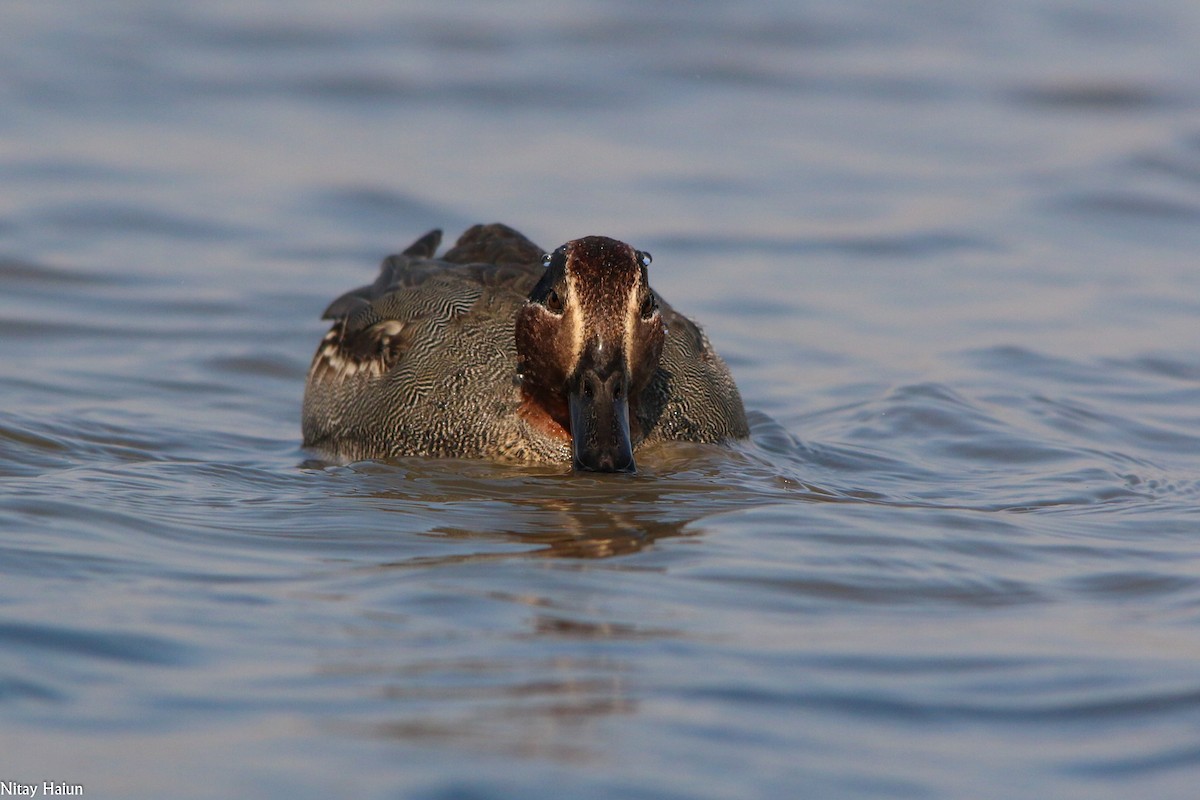 Green-winged Teal - nitay haiun