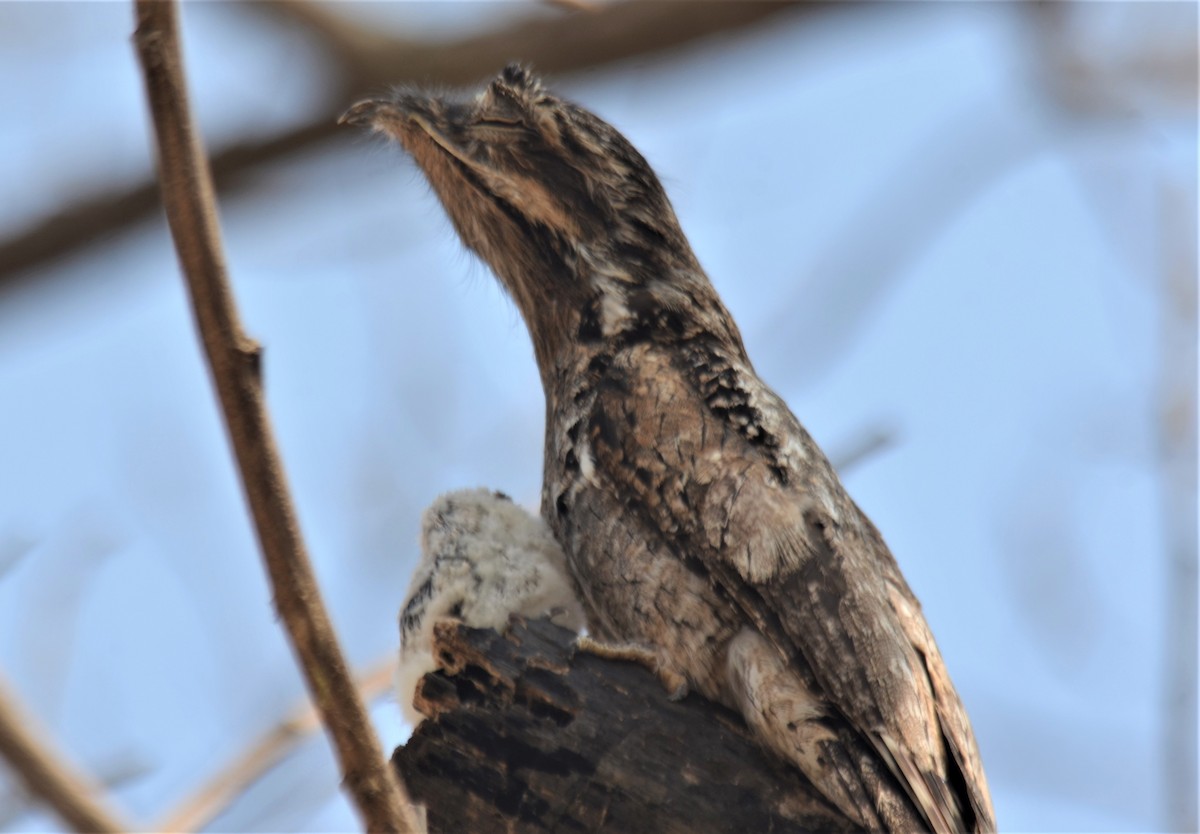 Common Potoo - javier lopez