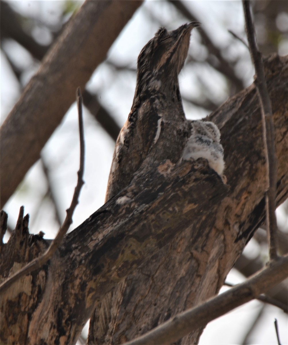 Common Potoo - ML194911351