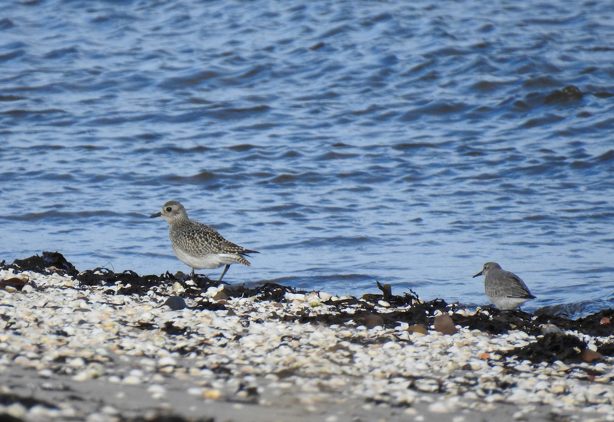 Black-bellied Plover - ML194912641