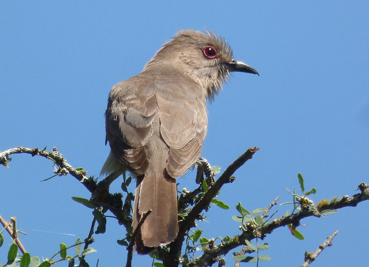 Ash-colored Cuckoo - ML194912891