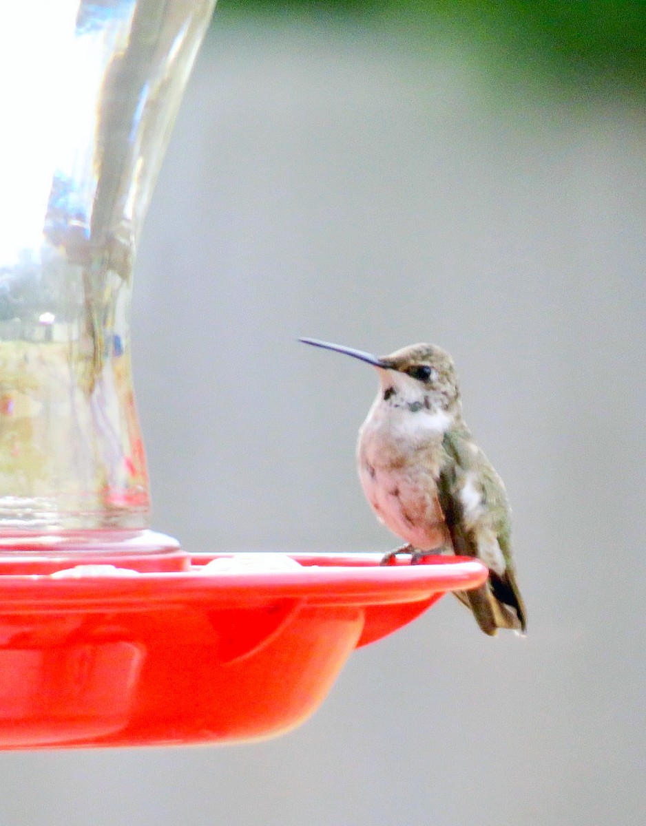 Black-chinned Hummingbird - ML194913301