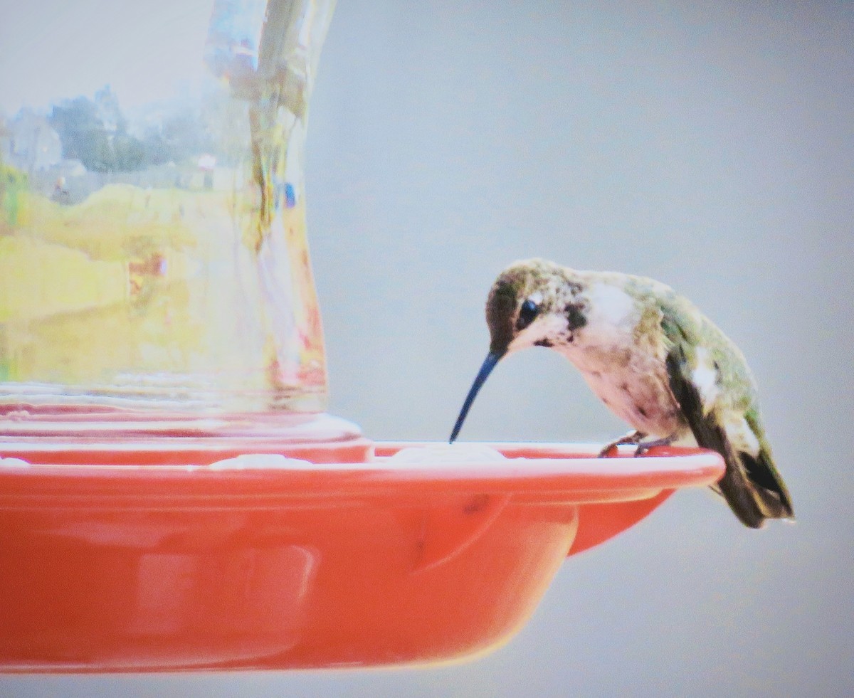 Black-chinned Hummingbird - ML194913321