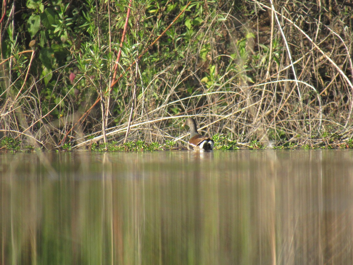 Gallinule d'Amérique - ML194913381