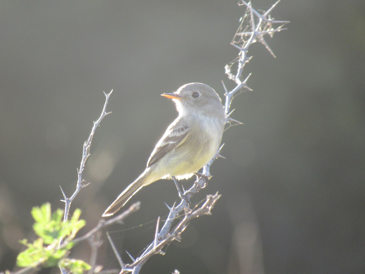 Gray Flycatcher - Hector Tadeo Torres Luna