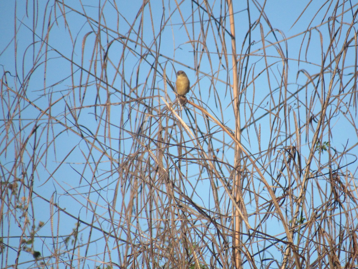 Cinnamon-rumped Seedeater - ML194913981