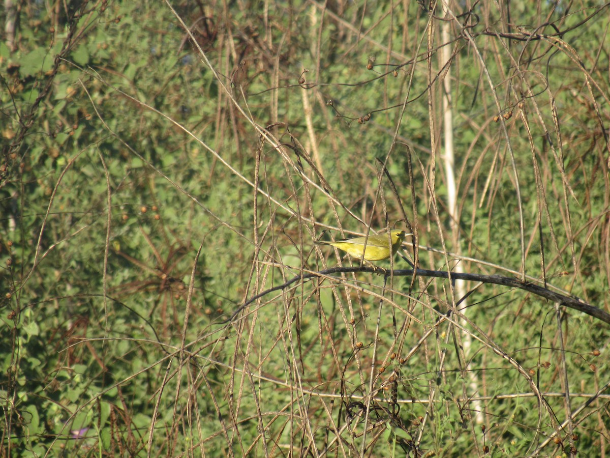 Orange-crowned Warbler - Hector Tadeo Torres Luna